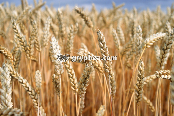 Epis de blé mur - gryphea.com